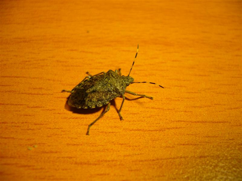 Pentatomidae: Rhaphigaster nebulosa dell''Emilia (BO)